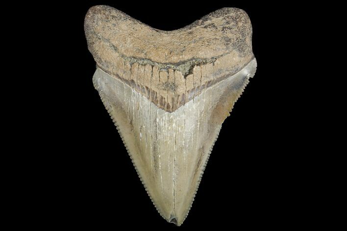 Serrated, Chubutensis Tooth - Megalodon Ancestor #126055